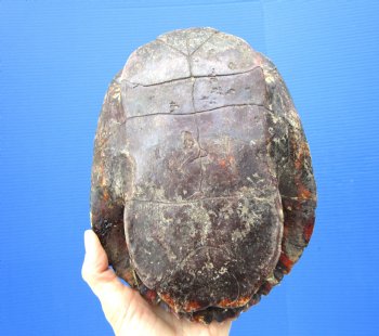 Empty Red Eared Slider Turtle Shell, 8-3/4 by 6-1/2 inches