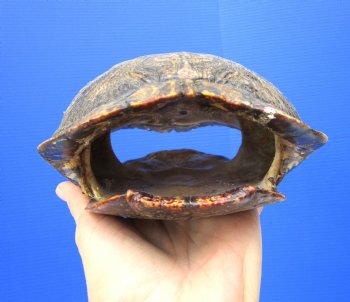 Empty Red Eared Slider Turtle Shell, 8-3/4 by 6-1/2 inches