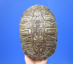 Empty Red Eared Slider Turtle Shell, 8-3/4 by 6-1/4 inches