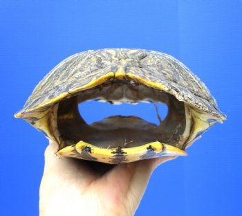 Empty Red Eared Slider Turtle Shell, 8-3/4 by 6-1/4 inches
