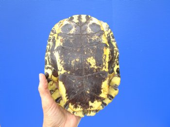Empty Red Eared Slider Turtle Shell, 8-3/4 by 6-1/4 inches