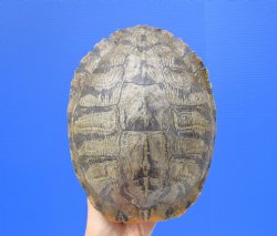 Red Eared Slider Turtle Shell, 8-3/4 by 6-3/4 inches