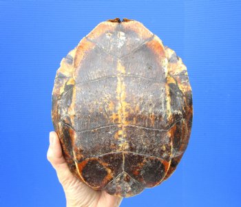 Red Eared Slider Turtle Shell, 8-3/4 by 6-3/4 inches