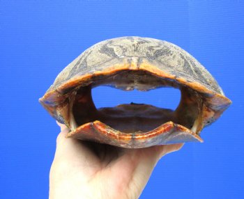 Red Eared Slider Turtle Shell, 8-3/4 by 6-3/4 inches