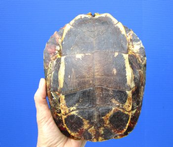 Red Eared Slider Turtle Shell, 8-1/2 by 6-1/2 inches