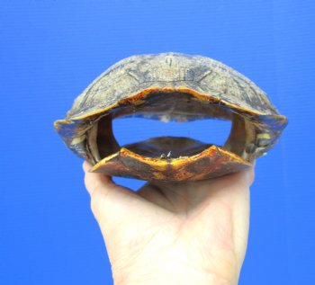 Red Eared Slider Turtle Shell, 8-1/2 by 6-1/2 inches