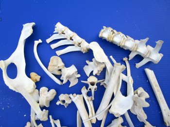  4 pounds Assorted Animal Bones of Wild Hog and Whitetail Deer 1 to 10 inches - Buy these for $44.99 