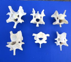 6 Wild Hog Neck Vertebrae Bones, 2-1/2 to 3-1/2 inches - Buy these for $3 each