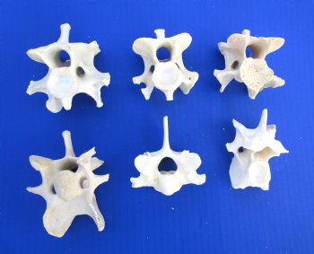 6 Wild Hog Neck Vertebrae Bones, 2-1/2 to 3-1/2 inches - Buy these for $3 each