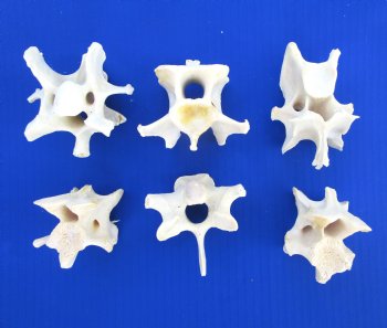6 Wild Hog Neck Vertebrae Bones, 2-1/2 to 3-1/4 inches - Buy these for $3 each
