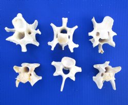 6 Wild Hog Neck Vertebrae Bones, 2-1/2 to 3-1/4 inches - Buy these for $3 each