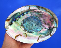 Large Blue Green Abalone Shell, 6-1/2 by 4-5/8 inches - Buy this one for $19.99