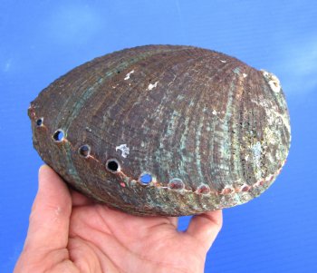 Large Blue Green Abalone Shell, 6-1/2 by 4-5/8 inches - Buy this one for $19.99