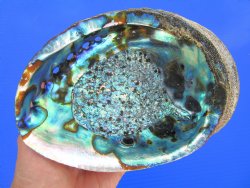 Large Blue Green Abalone Shell, 6-1/2 by 4-3/4 inches - Buy this one for $19.99