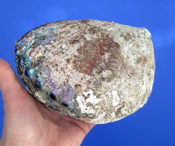 Large Blue Green Abalone Shell, 6-1/2 by 4-3/4 inches - Buy this one for $19.99