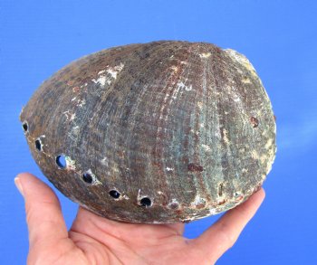 Large Blue Green Abalone Shell, 6-1/2 by 5-1/8 inches - Buy this one for $19.99