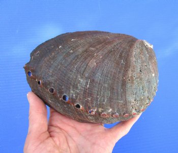 Large Blue Green Abalone Shell, 6-3/4 by 5 inches - Buy this one for $19.99