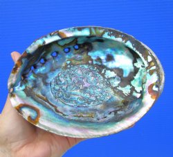 Large Blue Green Abalone Shell, 6-1/2 by 5 inches - Buy this one for $19.99