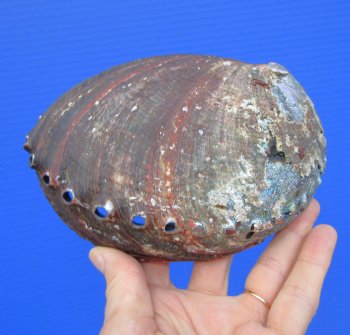Large Blue Green Abalone Shell, 6-1/2 by 5 inches - Buy this one for $19.99
