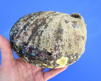 Large Blue Green Abalone Shell, 6-3/8 by 4-3/4 inches - Buy this one for $19.99