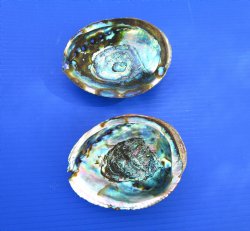 Two Blue Green Abalone Shells, 5-3/4 and 5-3/8 inches - Buy these for $11 each