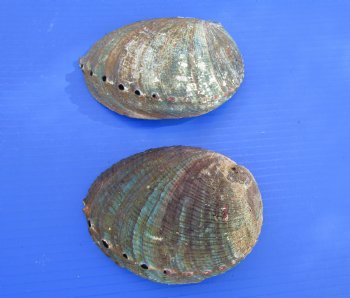 Two Blue Green Abalone Shells, 5-3/4 and 5-3/8 inches - Buy these for $11 each