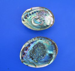 Two Blue Green Abalone Shells, 5-1/2 and 5-7/8 inches - Buy these for $11 each