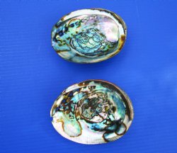 Two Blue Green Abalone Shells, 5-5/8 inches - Buy these for $11 each