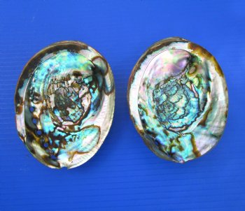 Two Blue Green Abalone Shells, 5-5/8 inches - Buy these for $11 each
