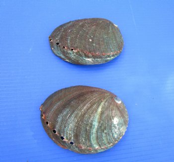 Two Blue Green Abalone Shells, 5-5/8 inches - Buy these for $11 each