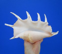 12 inches Giant Spi...