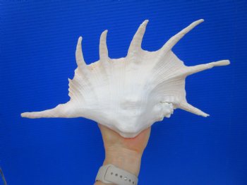 12 inches Giant Spider Conch Shell with Long Spines for $14.99