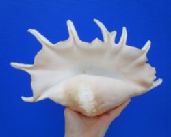 13-1/4 inches Large...