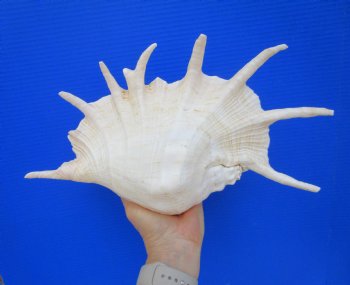 13-1/4 inches Large Giant Spider Conch Shell with Long Spines for $21.99