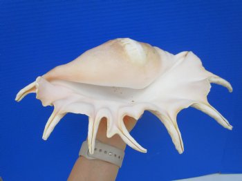 13-1/4 inches Large Giant Spider Conch Shell with Long Spines for $21.99