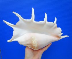 15-1/2 inches Huge ...