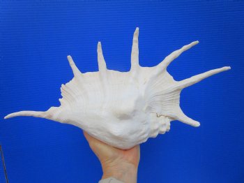 15-1/2 inches Huge Giant Spider Conch Shell with Long Spines for $24.99