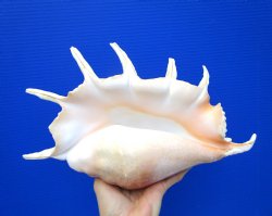 13-1/4 inches Giant...