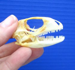2 inches Real Iguana Skull for Sale, Beetle Cleaned,  Not Whitened for $53.99 <font color=red> SALE $44.99</font>
