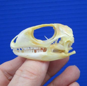 2 inches Real Iguana Skull for Sale, Beetle Cleaned,  Not Whitened for $53.99 <font color=red> SALE $44.99</font>