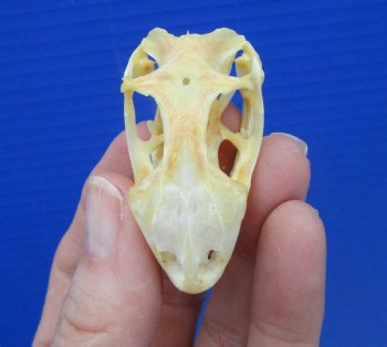 2 inches Real Iguana Skull for Sale, Beetle Cleaned,  Not Whitened for $53.99 <font color=red> SALE $44.99</font>