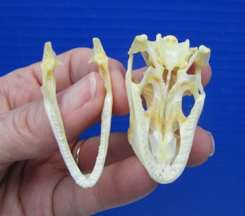 2 inches Real Iguana Skull for Sale, Beetle Cleaned,  Not Whitened for $53.99 <font color=red> SALE $44.99</font>