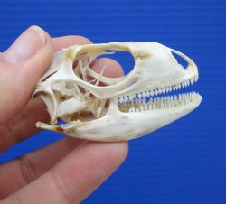 2-1/8 inches Real Iguana Skull for Sale, Beetle Cleaned,  Not Whitened for $53.99 <font color=red> SALE $44.99</font>