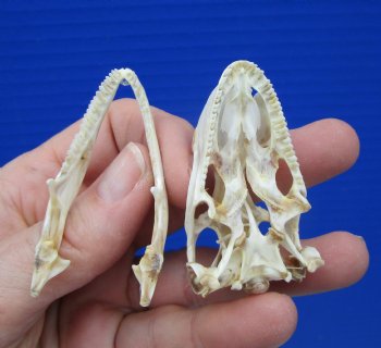2-1/8 inches Real Iguana Skull for Sale, Beetle Cleaned,  Not Whitened for $53.99 <font color=red> SALE $44.99</font>