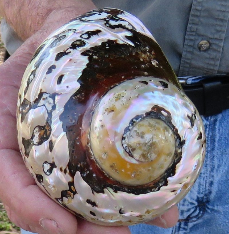 31/2 inches South African Turban Shell, Polished Turbo Sarmaticus for Sale