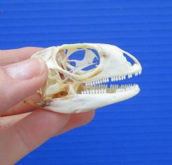 2 inches Real Iguana Skull for Sale, Beetle Cleaned,  Whitened for $49.99 
