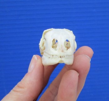 2 inches Real Iguana Skull for Sale, Beetle Cleaned,  Whitened for $49.99 