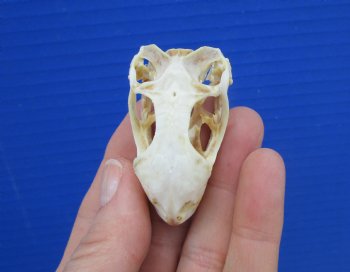 2 inches Real Iguana Skull for Sale, Beetle Cleaned,  Whitened for $49.99 