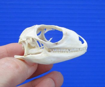 1-7/8 inches Real Iguana Skull for Sale, Beetle Cleaned,  Whitened for $39.99 