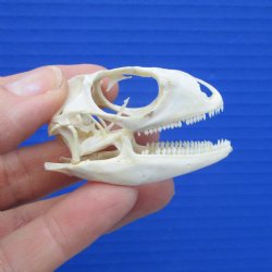 1-7/8 inches Real Iguana Skull for Sale, Beetle Cleaned,  Whitened for $39.99 